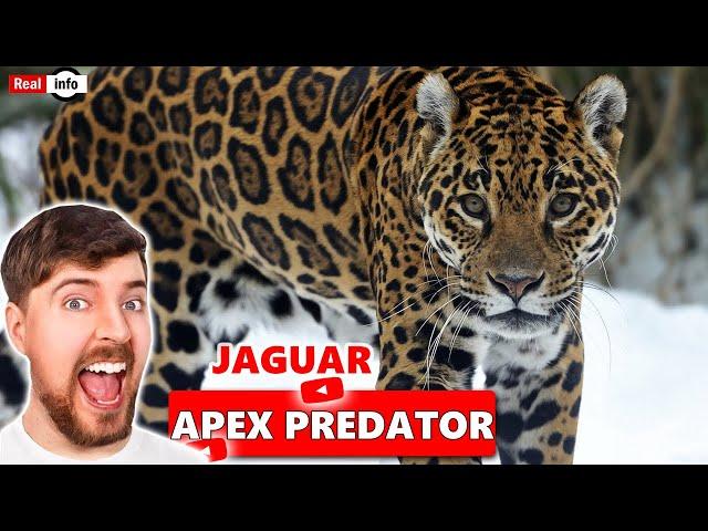 Jaguar Speedster #wildlife #bigcats #animals #liontiger