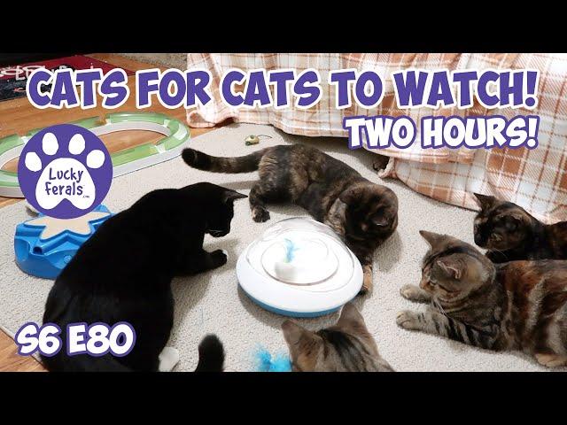 Cats For Cats To Watch - TWO HOURS! - Cat Videos * Cats Playing * Entertainment For Cats - S6 E80