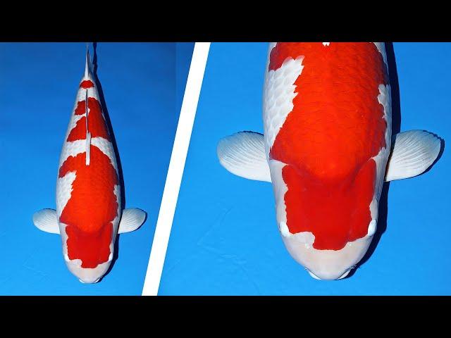 What Age Do Koi Stop Growing? The Surprising Truth Revealed