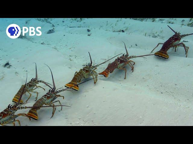 Why Are These Lobsters Doing The Conga?