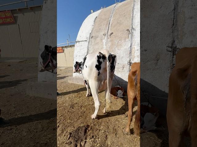Xojeli #shorts #cows #мухаммеднукус #xojeli