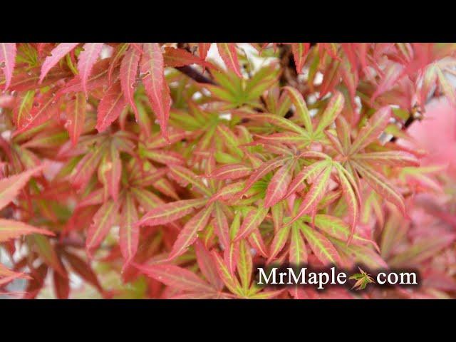 Acer palmatum 'Alpine Sunrise' Dwarf Red Japanese Maple ~ MrMaple Clips 