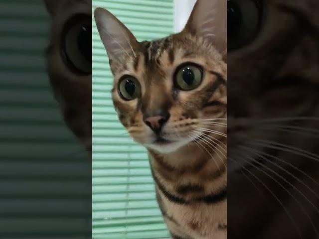 просто милашка #котик #кошечка #бенгал #shorts