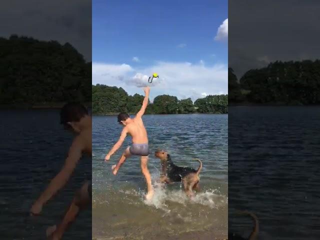 Airedale Terrier Kiwi Lee April von Eriikson beim Baden Sommer 2017VID 20170903 WA0005