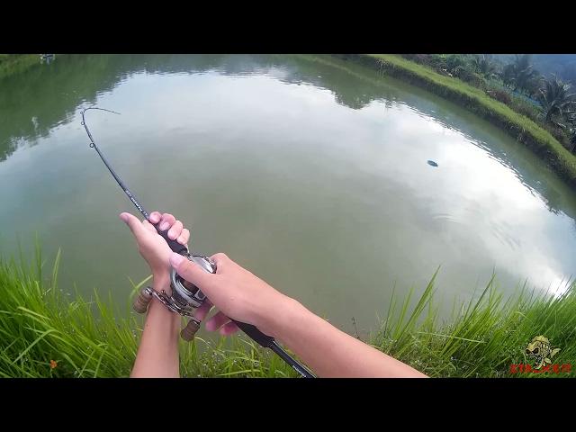 [TFS] Snakehead (Haruan 1.6kg - 2kg) fishing. Using Soft plastic lure. (Malaysia)