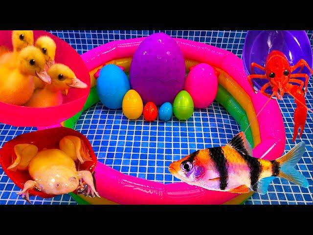 Colorful Surprise Eggs, Duck, Ducklings, Lobster, Snake, Koi Fish, Frog, Butterfly Fish, Goldfish