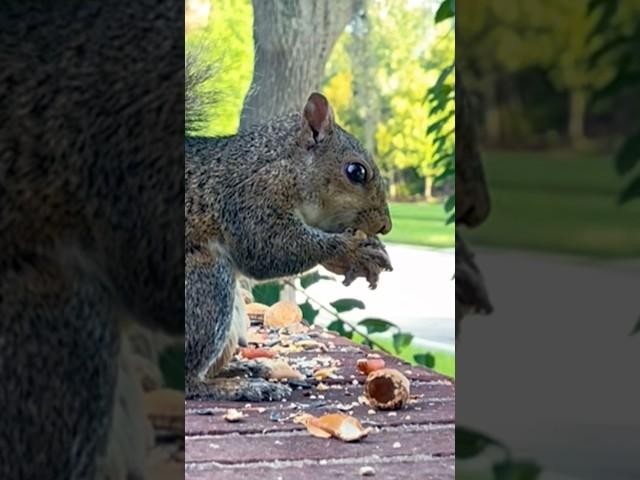 Broomhilda, Gonzo, and their legacy?  #naturewisdom #connectwithnature #squirrelstory