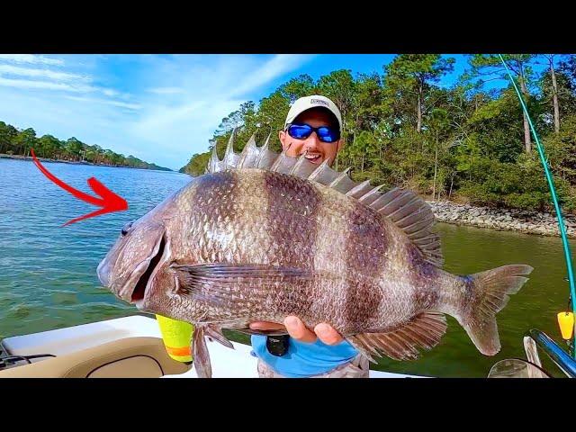 GIANT! ***SHEEPSHEAD*** [CATCH, CLEAN, & COOK] DELICIOUS!!!