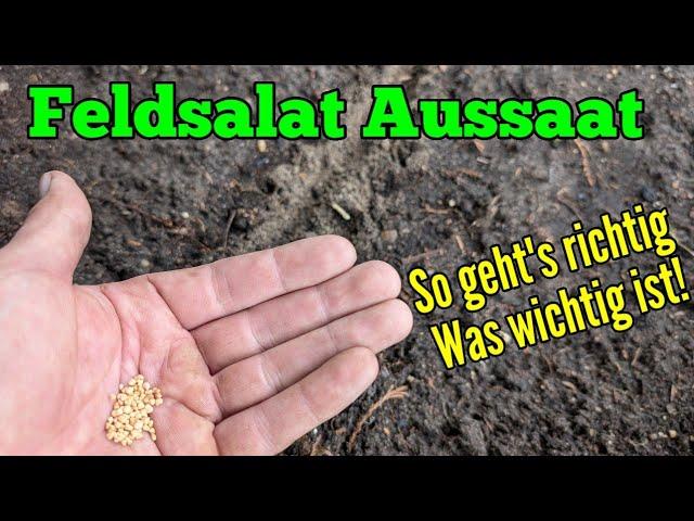 Feldsalat aussäen: Aussaat im Herbst und ernten im Winter & Frühjahr