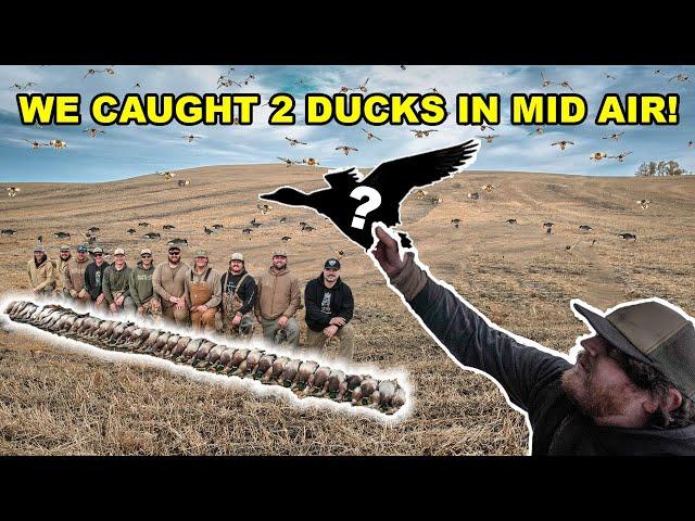 WE CAUGHT TWO DUCKS IN THE AIR!!! 10 Limits in Wild Alberta Field Duck Hunt!