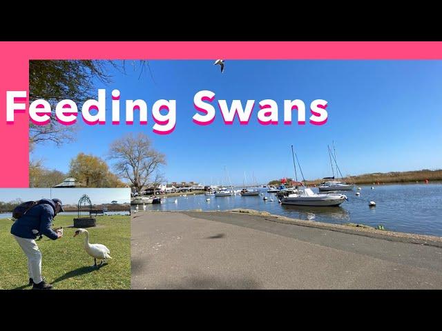 SPRING | FEEDING SWANS AND PIGEONS AT CHRISTCHURCH QUAY