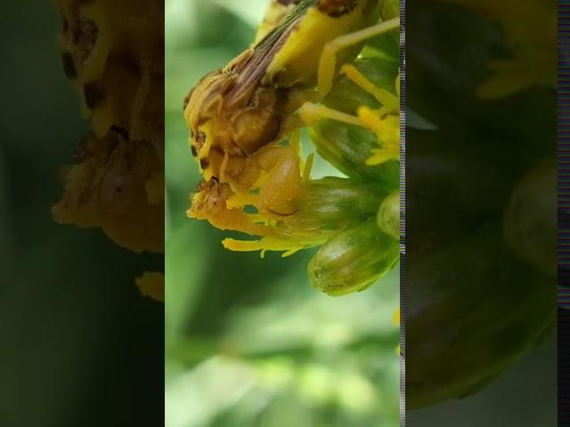 Phymata pennsylvanica drinking nectar