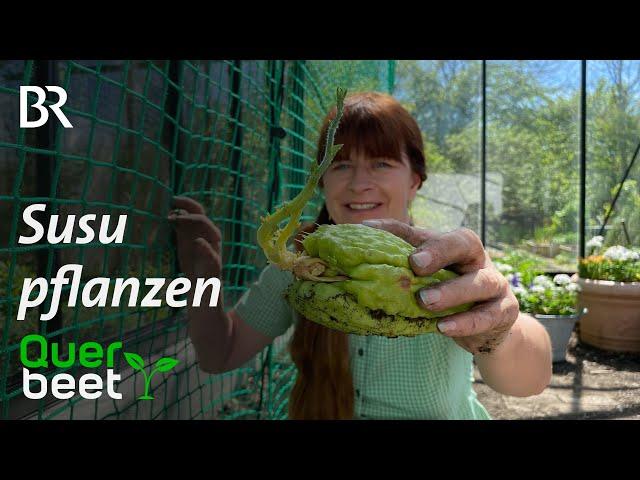 Chayote pflanzen - Tipps von Sabrina