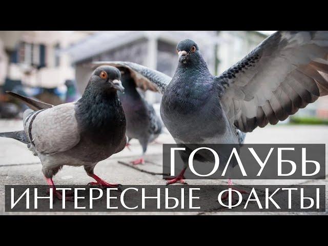 Голубь - интересные факты (Фото,видео, звуки)