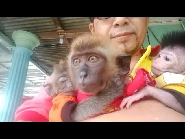 three beloved cute monkeys