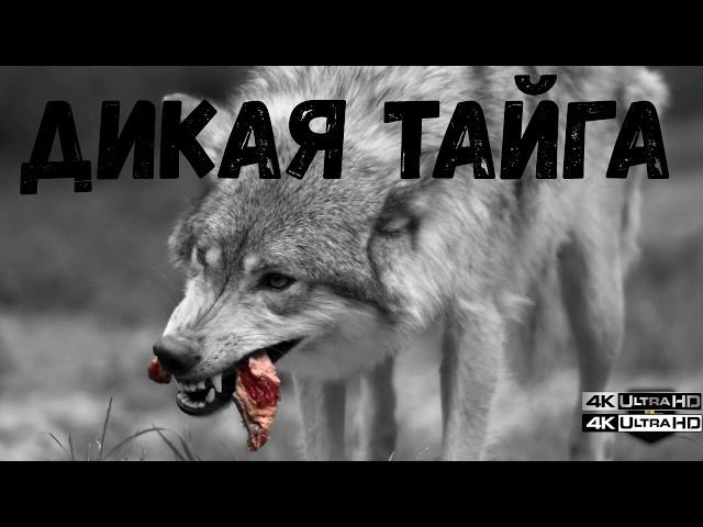 ДИКАЯ ТАЙГА: ГДЕ СЛАБЫЕ ЗАМЕРЗАЮТ, А СИЛЬНЫЕ УБИВАЮТ 🩸 | Документальный фильм | #ДикаяТайга #Тайга