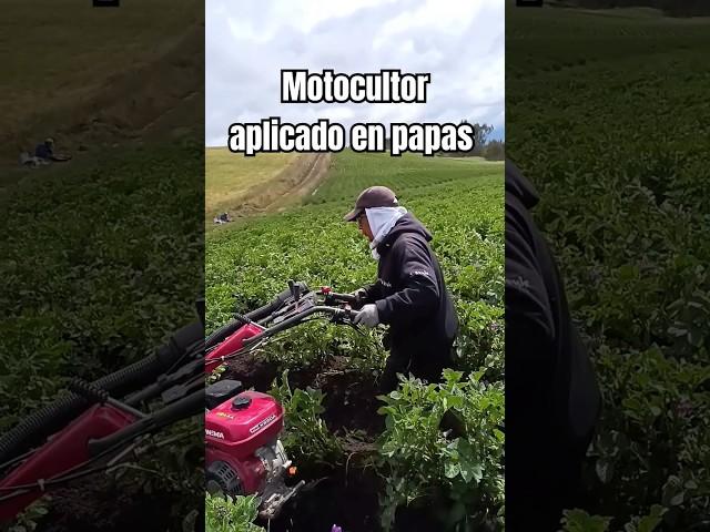 Motocultor Aplicado en cultivo de papas