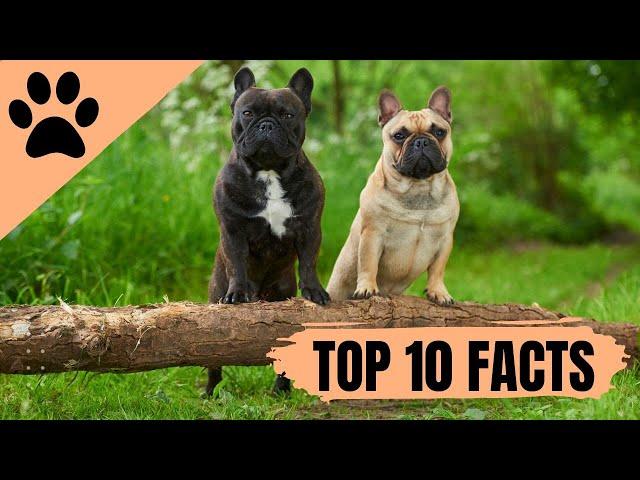 French Bulldog - Top 10 Facts