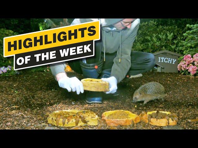 Highlights Of The Week - July 2024 - Week 27 