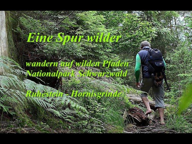 "Eine Spur wilder!" Wandern auf wilden Pfaden im Nationalpark Schwarzwald: Ruhestein - Hornisgrinde