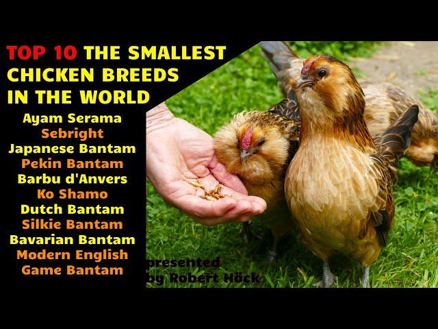 Top10 Smallest chicken breeds in the world: Serama, Sebright, Japanese, Dutch and Pekin Bantam