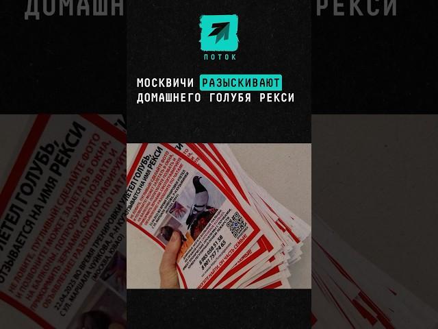 Москвичи разыскивают домашнего голубя Рекси #новости #поток #москва #голубь #домашниеживотные