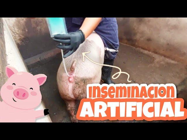 INSEMINACION de una CERDA  Aprende a realizarla Tú mism@ 