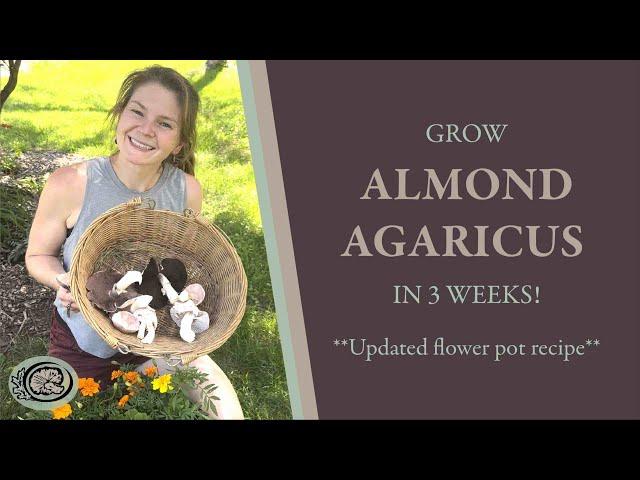 Grow Almond Portobello in 3 Weeks! **Updated flower pot recipe**