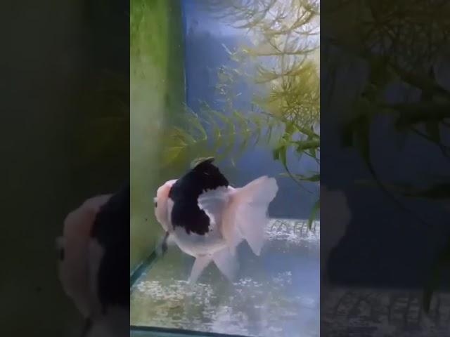 Hitam putih bukan warna #goldfish #goldfishworld #youtubeshorts