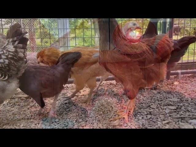 Andrew, The Chicken Whisperer