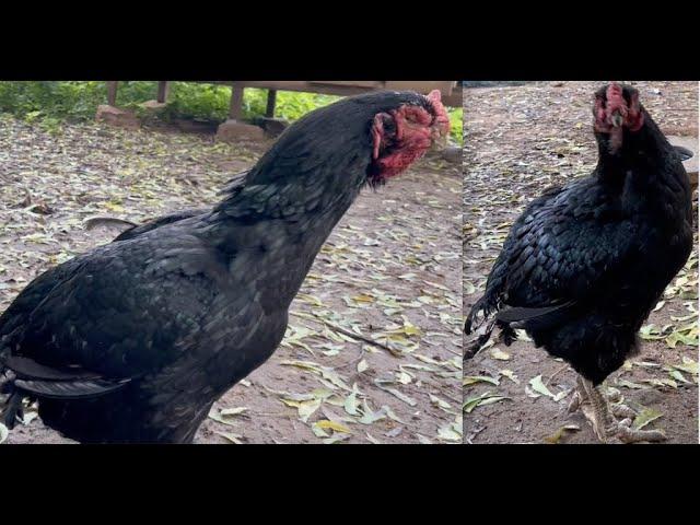 Queen hen 10 years old | high fly seval | Sandaiseval | Generation one Kattu seval hen