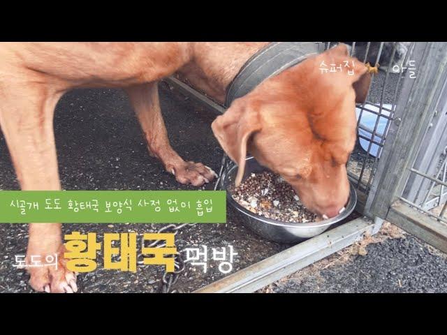 강아지 보양식 먹방 이 맛에 매일 삶고 끓입니다