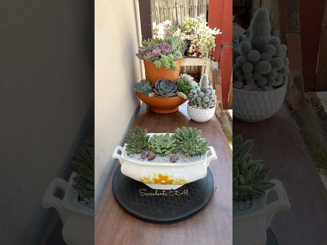 Basics  In Succulent Arrangement 🪴 #succulents #suculentas#garden