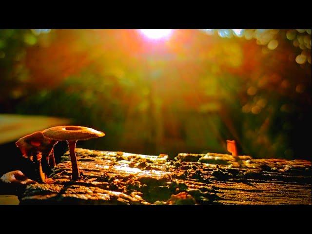Sinematik alam pagi hari | the best backsound cinematic | video cinematic 1 menit | #nature