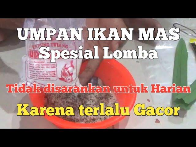 Umpan Ikan mas Spesial lomba