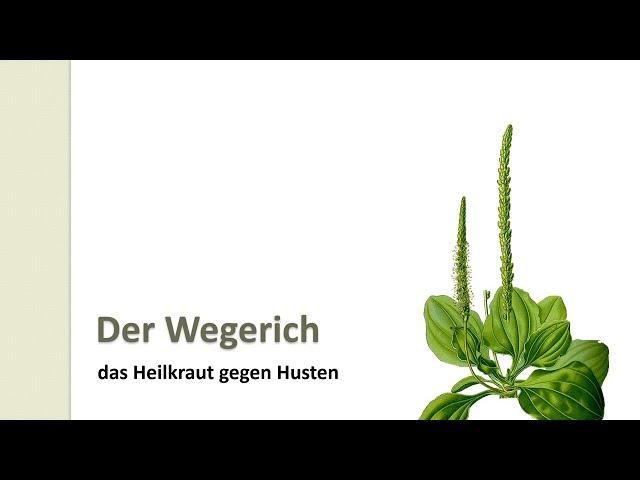 Der Wegerich