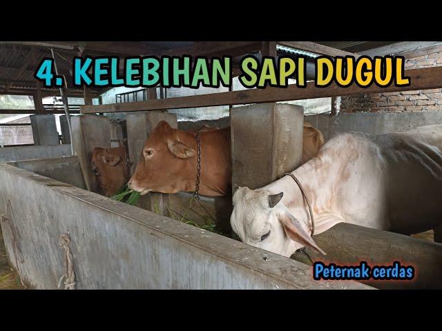 4.KELEBIHAN SAPI DUGUL (TANPA TANDUK)