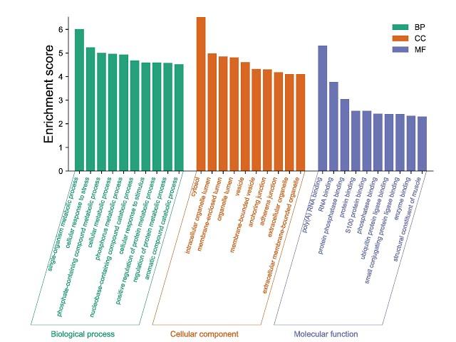 微生信平台GO富集分析BP、CC、MF三合一图绘制教程