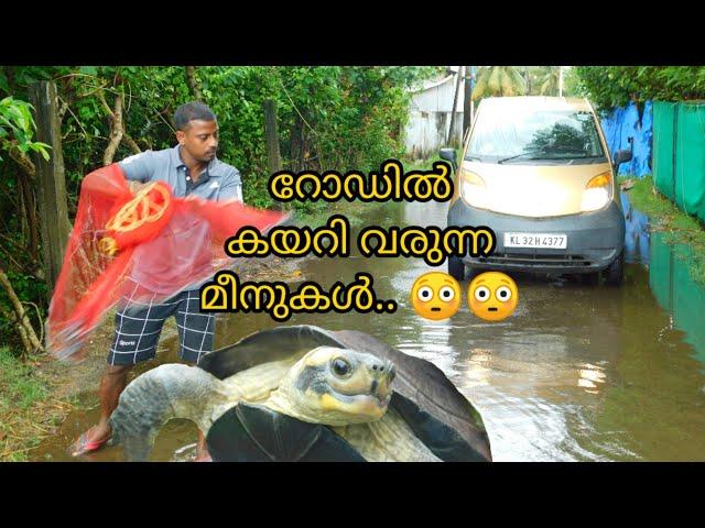 റോഡിൽ കയറി വരുന്ന മീനുകൾ.. /Fishing at road