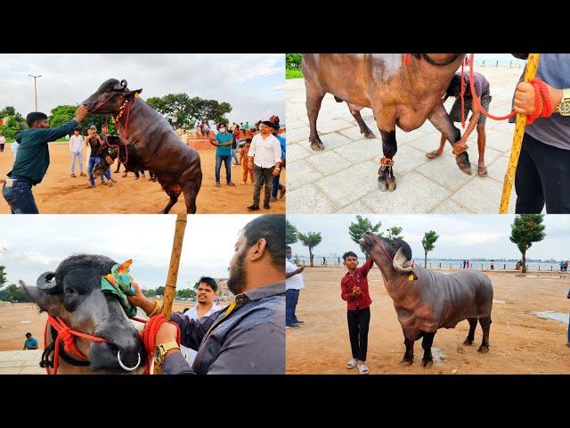 Khairathabad madhu yadav Introducing new Garuda,Gama,Sherkan bulls getting ready sadar festival 2022