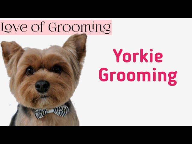 Grooming  a Yorkshire Terrier for Easy Maintenance