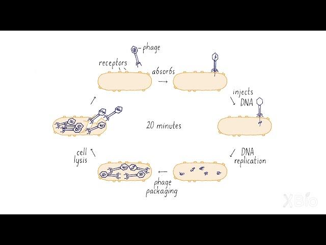 Viral Attack of Bacteria