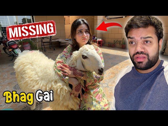 Aroob Shippu Ko Le Kar Bhag Gai  | Last Moments With Shippu 