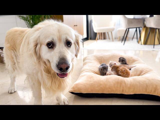 Poor Golden Retriever left without his bed because Kittens occupying it