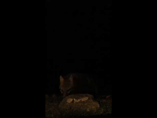 Cute baby fox eating chicken MUST WATCH SOOOO CUTE!!!!!!!