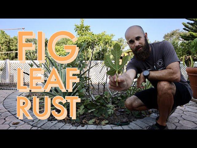 Fig leaf rust