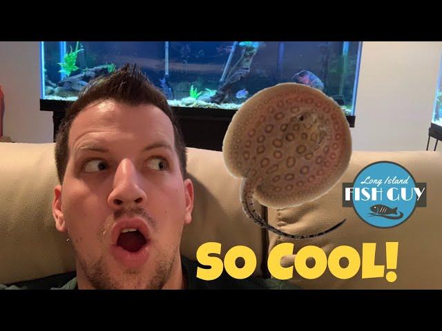 Buying FRESHWATER STINGRAYS!