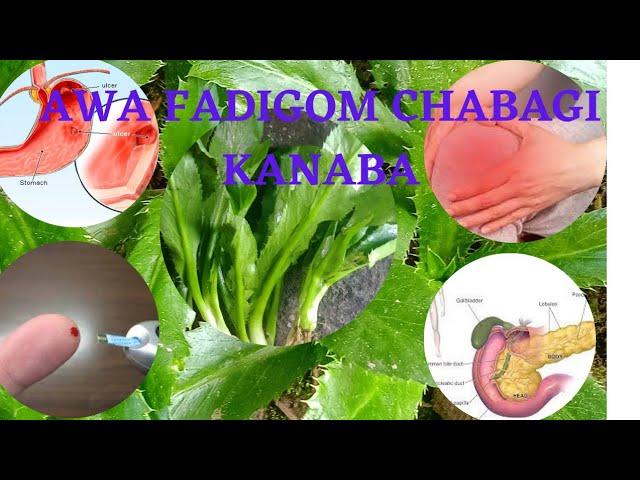 Awa fadigom/Sha maroi  chabagi kanaba # health benefits of eating culantro#false coriander#eryngo