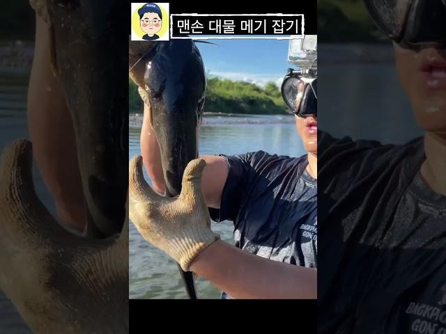 맨손으로 대물 메기 잡는 달인 #fishing #낚시 #낚시 #물멍하기 #물멍하기 #korean #물한계곡