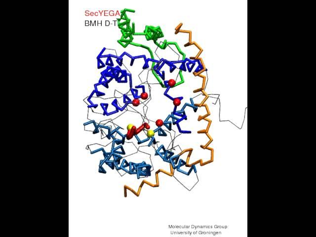 SecYEGA - BMH bond